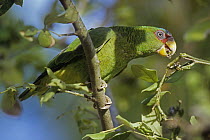 White-fronted Parrot (Amazona albifrons), Costa Rica