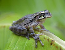 Mexican Treefrog (Smilisca baudinii), Costa Rica
