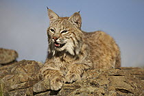 Bobcat (Lynx rufus) resting on rock, Montana