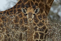 South African Giraffe (Giraffa giraffa giraffa) baby peering from in front of its mother, Kruger National Park, South Africa