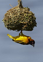 Black-headed Weaver (Ploceus melanocephalus) male attending its dome-shaped nest, Lake Mburo National Park, Uganda