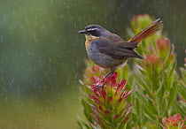 Cape Robin-chat (Cossypha caffra) in the rain on a Protea (Protea sp) shrub, Kirstenbosch Garden, Cape Town, South Africa