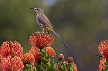 Cape Sugarbird (Promerops cafer) on Pincushion (Leucospermum cordifolium) flower, Kirstenbosch Garden, Cape Town, South Africa