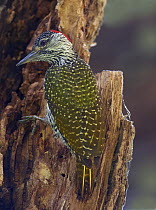 Cardinal Woodpecker (Dendropicos fuscescens) foraging on a tree trunk, Kruger National Park, South Africa