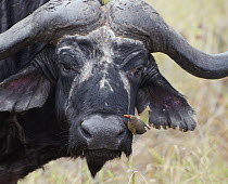 Cape Buffalo (Syncerus caffer) male with Red-billed Oxpecker (Buphagus erythrorhynchus) on nose, Kruger National Park, South Africa