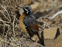 Orange-breasted Rockjumper (Chaetops aurantius) male sunning itself on a rock, Sani Pass, Drakensberg, South Africa