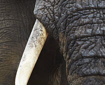 African Elephant (Loxodonta africana) trunk and tusk, Kruger National Park, South Africa