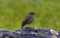 Familiar Chat (Cercomela familiaris) perched on a rock, Kirstenbosch Garden, Cape Town, South Africa
