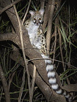 Large-spotted Genet (Genetta tigrina) sitting in a tree, Kruger National Park, South Africa