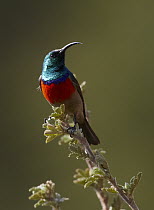 Greater Double-collared Sunbird (Nectarinia afra) sitting in a tree, Sani Pass, Drakensberg, South Africa