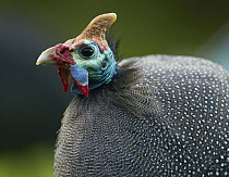 Helmeted Guineafowl (Numida meleagris), Cape Town, South Africa