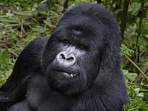 Mountain Gorilla (Gorilla gorilla beringei) male feeding, Volcanoes National Park, Rwanda