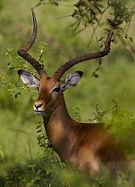 Impala (Aepyceros melampus) male with large antlers peering through woodland, Saint Lucia, South Africa