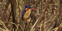 Malachite Kingfisher (Alcedo cristata) sunning itself on a twig in the reeds, Sani Pass, Drakensberg, South Africa