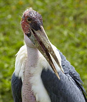 Marabou Stork (Leptoptilos crumeniferus), Uganda