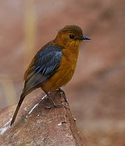 Red-capped Robin-Chat (Cossypha natalensis), Kruger National Park, South Africa