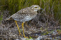Spotted Thick-knee (Burhinus capensis), Western Cape National Park, Capetown, South Africa