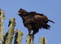 Greater Spotted Eagle (Aquila clanga) on Candelabra Tree (Euphorbia candelabrum), Lake Mburo National Park, Uganda