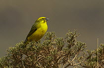 Yellow Canary (Serinus flaviventris), Sani Pass, Drakensberg, South Africa