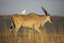 Cattle Egret (Bubulcus ibis) perched on a male Eland (Taurotragus oryx), Rietvlei Nature Reserve, Gauteng, South Africa