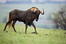 Black Wildebeest (Connochaetes gnou) bull, Rietvlei Nature Reserve, Gauteng, South Africa