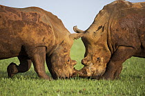White Rhinoceros (Ceratotherium simum) males fighting, Rietvlei Nature Reserve, Gauteng, South Africa