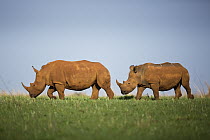 White Rhinoceros (Ceratotherium simum) pair walking, Rietvlei Nature Reserve, Gauteng, South Africa