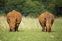 White Rhinoceros (Ceratotherium simum) pair grazing, Rietvlei Nature Reserve, Gauteng, South Africa