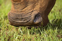 White Rhinoceros (Ceratotherium simum), Rietvlei Nature Reserve, Gauteng, South Africa