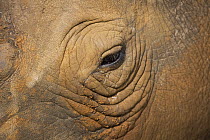 White Rhinoceros (Ceratotherium simum) eye, Rietvlei Nature Reserve, Gauteng, South Africa