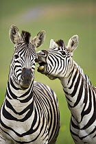 Burchell's Zebra (Equus burchellii) pair, Rietvlei Nature Reserve, Gauteng, South Africa