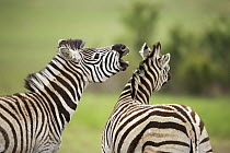 Burchell's Zebra (Equus burchellii) pair interacting, Rietvlei Nature Reserve, Gauteng, South Africa
