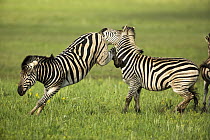 Burchell's Zebra (Equus burchellii) males fighting, Rietvlei Nature Reserve, Gauteng, South Africa