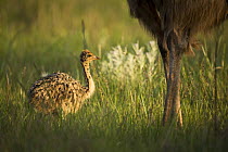 Ostrich (Struthio camelus) juvenile near parent, Rietvlei Nature Reserve, Gauteng, South Africa