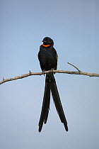 Red-collared Widowbird (Euplectes ardens) male in breeding plumage, Rietvlei Nature Reserve, Gauteng, South Africa