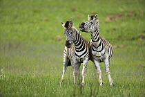Burchell's Zebra (Equus burchellii) males fighting, Rietvlei Nature Reserve, Gauteng, South Africa