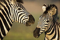 Burchell's Zebra (Equus burchellii) in competitive interaction, Rietvlei Nature Reserve, Gauteng, South Africa
