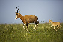 Blesbok (Damaliscus dorcas phillipsi) parent and calf running, Rietvlei Nature Reserve, Gauteng, South Africa