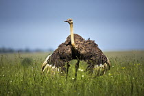 Ostrich (Struthio camelus) female, Rietvlei Nature Reserve, Gauteng, South Africa