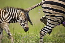 Burchell's Zebra (Equus burchellii) foal closely following its mother, Rietvlei Nature Reserve, Gauteng, South Africa
