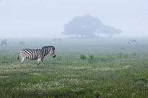 Burchell's Zebra (Equus burchellii) in foggy savannah, Rietvlei Nature Reserve, Gauteng, South Africa