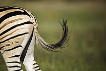 Burchell's Zebra (Equus burchellii) flicking tail, Rietvlei Nature Reserve, Gauteng, South Africa