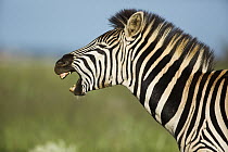Burchell's Zebra (Equus burchellii) yawning, Rietvlei Nature Reserve, Gauteng, South Africa