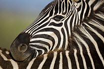 Burchell's Zebra (Equus burchellii) resting its head on the back of another, Rietvlei Nature Reserve, Gauteng, South Africa