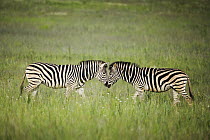 Burchell's Zebra (Equus burchellii) pair facing each other, Rietvlei Nature Reserve, Gauteng, South Africa