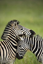 Burchell's Zebra (Equus burchellii) pair nuzzling, Rietvlei Nature Reserve, Gauteng, South Africa