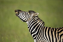Burchell's Zebra (Equus burchellii) male showing flehmen response, Rietvlei Nature Reserve, Gauteng, South Africa