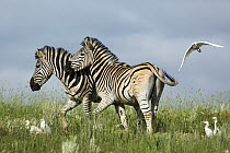 Burchell's Zebra (Equus burchellii) pair near flock of Cattle Egrets (Bubulcus ibis), Rietvlei Nature Reserve, Gauteng, South Africa