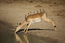 Impala (Aepyceros melampus) female with group of Red-billed Oxpeckers (Buphagus erythrorhynchus) on its back, Limpopo, South Africa