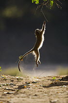 Vervet Monkey (Chlorocebus aethiops) jumping, Limpopo, South Africa